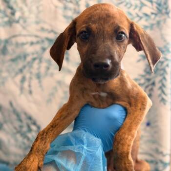 Impala -  Hound and Labrador Retriever Dog for Adoption in San Antonio, Texas - Impala | PetCurious