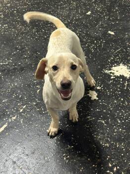 Labrador Retriever Dogs Available for Adoption - Stitch  | PetCurious