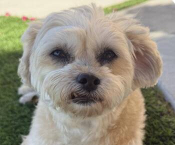 Sunny -  Maltipoo Dog for Adoption in San Ramon, California - Sunny | PetCurious