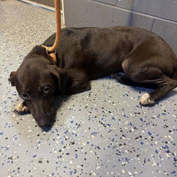 TUSC-Stray-85574_2 -  Hound and Labrador Retriever Dog for Adoption in Tuscaloosa, Alabama - TUSC-Stray-85574_2 | PetCurious