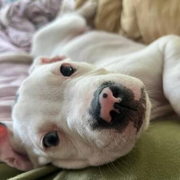 Mixed Breed Dogs Available for Adoption - Lovebug ("Cupid") | PetCurious