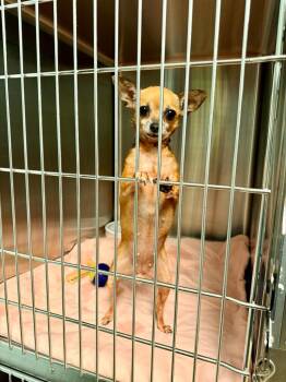 Eggroll -  Chihuahua Dog for Adoption in Cape Coral, Florida - Eggroll | PetCurious