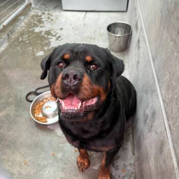 Herbie -  Rottweiler Dog for Adoption in Pasadena, California - Herbie | PetCurious