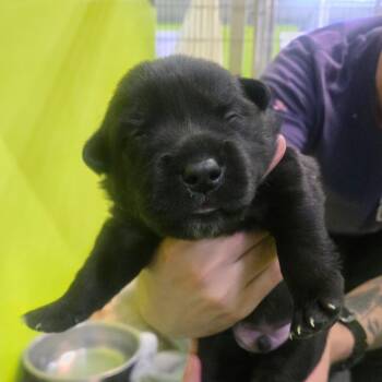 Spaniel Dogs Available for Adoption in San Jacinto, California - Tiny Tim | PetCurious
