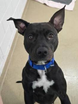 S/C Helena -  American Bulldog and Mixed Breed Dog Available for Adoption in North Miami Beach, Florida - S/C Helena | PetCurious