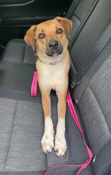 Izzy -  Hound and Labrador Retriever Dog for Adoption in West Falls, New York - Izzy | PetCurious