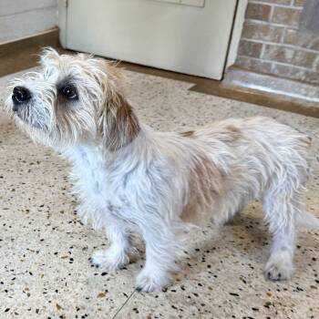 Jaguar -  Terrier and Mixed Breed Dog for Adoption in Broken Arrow, Oklahoma - Jaguar | PetCurious