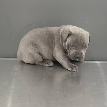 Mixed Breed Dogs Available for Adoption - Lake | PetCurious