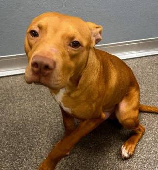 Ithan -  Mixed Breed Dog for Adoption in Munster, Indiana - Ithan | PetCurious