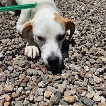 Taylor -  Retriever and Mixed Breed Dog for Adoption in Stilwell, Oklahoma - Taylor | PetCurious