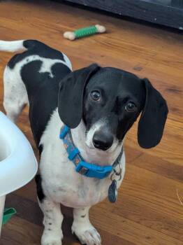 Ozzie - OHIO ONLY -  Dachshund Dog for Adoption in Lebanon, Ohio - Ozzie - OHIO ONLY | PetCurious