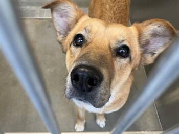 Labrador Retriever and German Shepherd Dog Dogs Available for Adoption - ANGIE | PetCurious