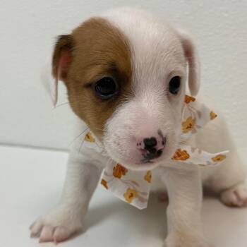 Chamomile -  Jack Russell Terrier Dog for Adoption in Allen, Texas - Chamomile | PetCurious