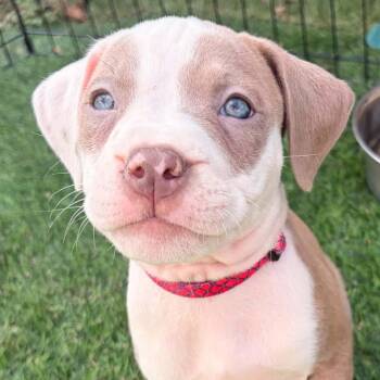 Kit -  Pit Bull Terrier and Mixed Breed Dog for Adoption in Normal, Illinois - Kit | PetCurious