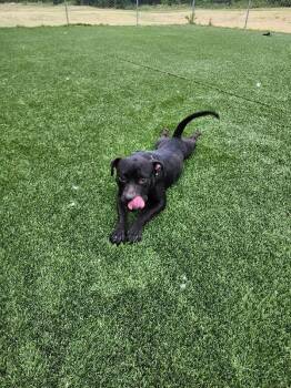 Tobias -  Pit Bull Terrier and Mixed Breed Dog for Adoption in Jackson, Tennessee - Tobias | PetCurious