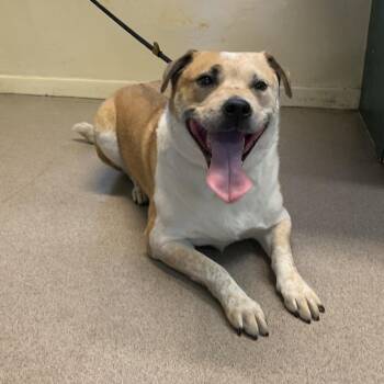 Harley -  Sheep Dog and Cattle Dog Dog for Adoption in Pasadena, California - Harley | PetCurious