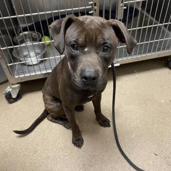 Mixed Breed Dogs Available for Adoption - Zephyr | PetCurious