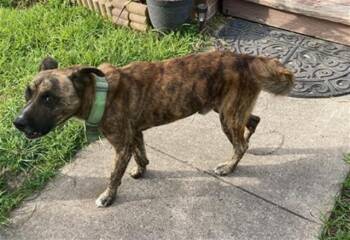 Pit Bull Terrier Dogs Available for Adoption - MAX | PetCurious