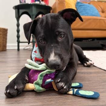 Max Wiggle King Wigglebottom -  Pit Bull Terrier and Husky Dog for Adoption in Friendswood, Texas - Max Wiggle King Wigglebottom | PetCurious