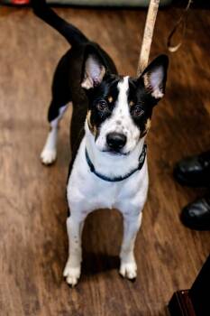 Basenji and Cattle Dog Dogs Available for Adoption in Frankfort, New York - Benji | PetCurious