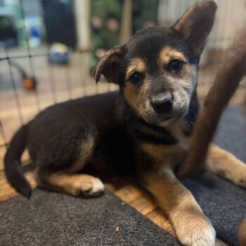 Mixed Breed Dogs Available for Adoption - Summer | PetCurious