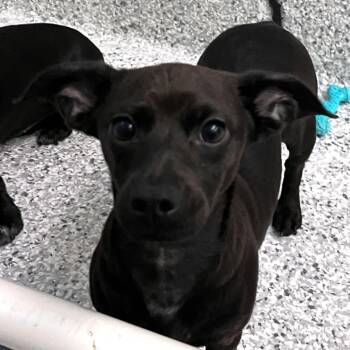 Cookie Dough -  Chihuahua and Miniature Dachshund Dog for Adoption in Fort Wayne, Indiana - Cookie Dough | PetCurious