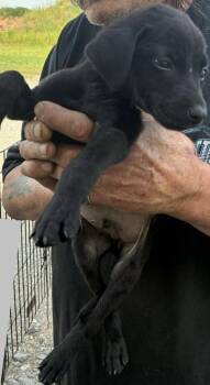 Kyle -  Terrier Dog for Adoption in Colorado Springs, Colorado - Kyle | PetCurious