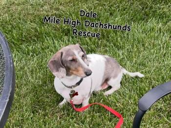Dale -  Dachshund Dog for Adoption in Westminster, Colorado - Dale | PetCurious