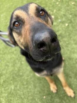 Shepherd and Mixed Breed Dogs Available for Adoption in Gainesville, Florida - William | PetCurious