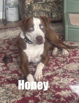 Pit Bull Terrier and Mixed Breed Dogs Available for Adoption in Irwin, Pennsylvania - Honey | PetCurious