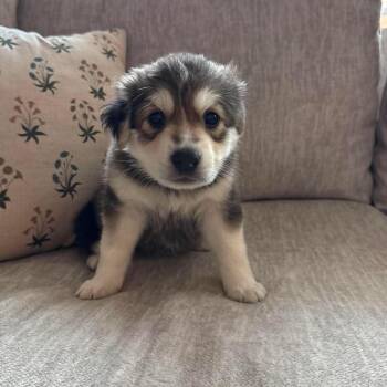 Almond Joy -  Husky and Labrador Retriever Dog for Adoption in Fort Worth, Texas - Almond Joy | PetCurious