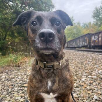 April -  German Shepherd Dog and Mixed Breed Dog for Adoption in Alma, Michigan - April | PetCurious