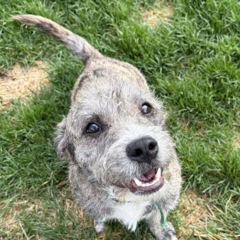 Terrier Dogs Available for Adoption in Cedar Rapids, Iowa - Then Shoes | PetCurious
