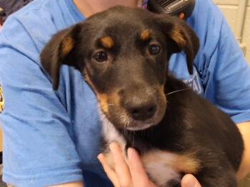 HADLEY -  Australian Kelpie and Mixed Breed Dog for Adoption in Tulsa, Oklahoma - HADLEY | PetCurious