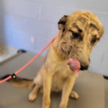 Aries -  Australian Shepherd and Mixed Breed Dog for Adoption in Madisonville, Tennessee - Aries | PetCurious