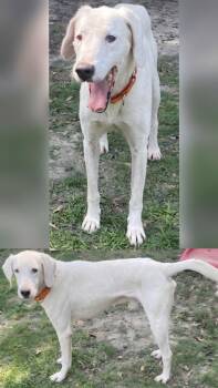 Rhino -  Mixed Breed Dog for Adoption in Stratham, New Hampshire - Rhino | PetCurious