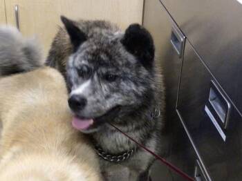 Rescue Akita Dogs for Adoption in Riverside, California - RANCH | PetCurious