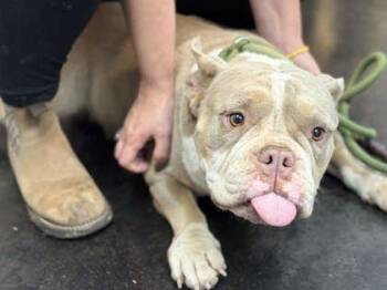 Cartier -  Mixed Breed Dog for Adoption in Memphis, Tennessee - Cartier | PetCurious