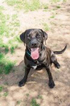 Crow -  Labrador Retriever Dog for Adoption in Lewiston, Idaho - Crow | PetCurious