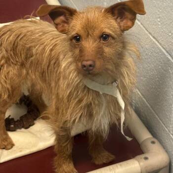 Terrier Dogs Available for Adoption - Monster | PetCurious