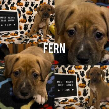 Rescue Mixed Breed Dogs for Adoption in Harrington, Delaware - Fern | PetCurious