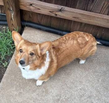 Corgi Dogs Available for Adoption - Corky & Blue | PetCurious