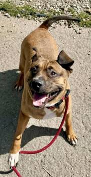 Remi -  Pit Bull Terrier Dog for Adoption in Buffalo, New York - Remi | PetCurious