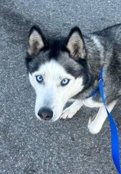 Rescue Husky Dogs for Adoption in Rayne, Louisiana - Topaz | PetCurious