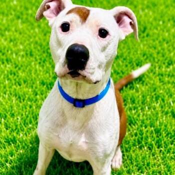Baxter -  Terrier Dog for Adoption in Battle Creek, Michigan - Baxter | PetCurious