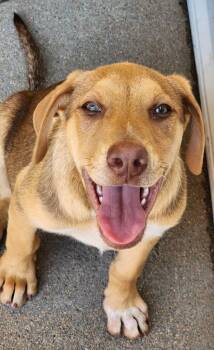 Boysenberry Mousse -  Australian Cattle Dog Blue Heeler and Labrador Retriever Dog for Adoption in Fort Lupton, Colorado - Boysenberry Mousse | PetCurious