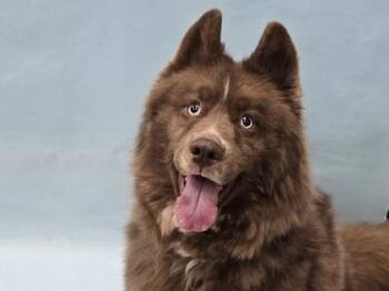 Milo -  Siberian Husky and Mixed Breed Dog for Adoption in Minneapolis, Minnesota - Milo | PetCurious