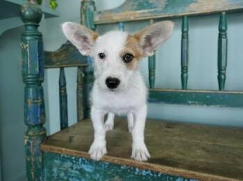 Flynn Rider -  Dachshund and Terrier Dog for Adoption in San Antonio, Texas - Flynn Rider | PetCurious