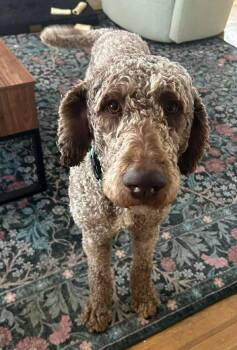 Labradoodle and Standard Poodle Dogs Available for Adoption - Oakley | PetCurious