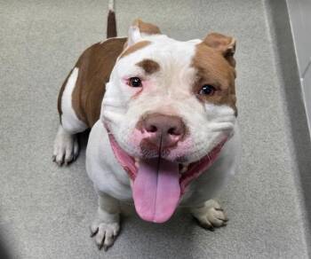 American Bulldog and Mixed Breed Dogs Available for Adoption in Omaha, Nebraska - ENYA | PetCurious